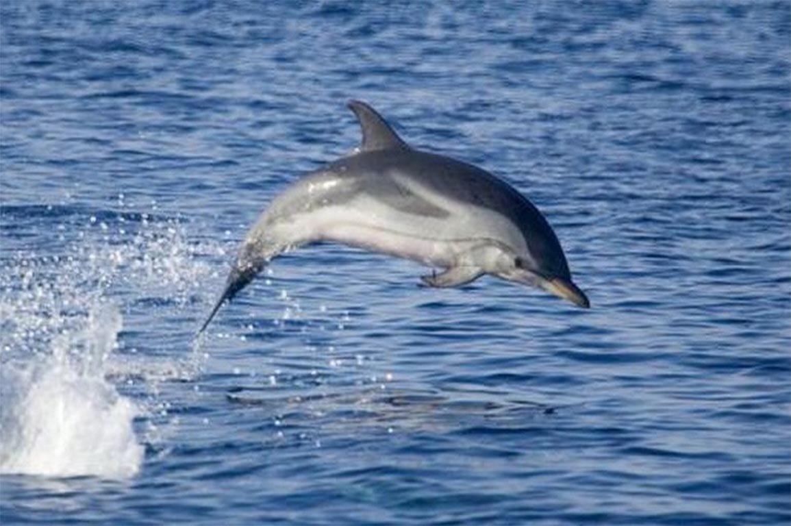 Дельфин живет в воде. Дельфин белобочка в черном море. Белобочка и Афалина. Длиннорылая белобочка. Азовская белобочка.