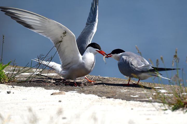 https://www.loutraki365.gr/sites/default/files/2022/10/common-terns-7259752_480.jpg