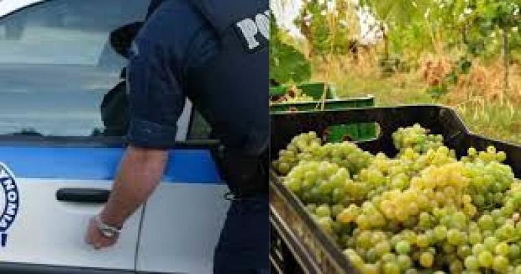 Κόρινθος: Συνελήφθη 34χρονη για κλοπή αγροτικών προϊόντων | Loutraki 365